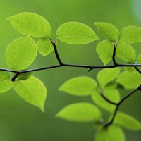 微信绿叶头像 护眼绿色植物清新头像