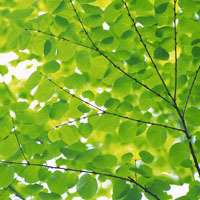 微信绿叶头像 护眼绿色植物清新头像