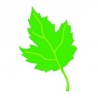 微信绿叶头像 护眼绿色植物清新头像