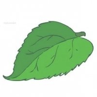 微信绿叶头像 护眼绿色植物清新头像