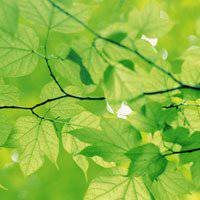 微信绿叶头像 护眼绿色植物清新头像