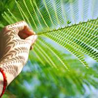 微信绿叶头像 护眼绿色植物清新头像