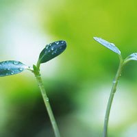 微信绿叶头像 护眼绿色植物清新头像