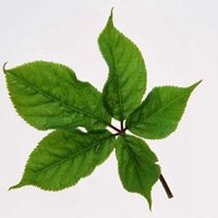 微信绿叶头像 护眼绿色植物清新头像