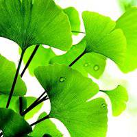 微信绿叶头像 护眼绿色植物清新头像