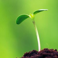 微信绿叶头像 护眼绿色植物清新头像