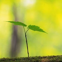 微信绿叶头像 护眼绿色植物清新头像