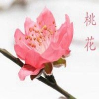 吉利招财桃花运头像