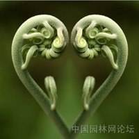 奇花异草头像图片大图