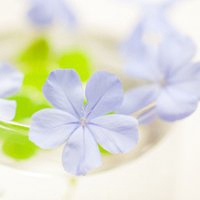 小清新植物头像唯美_清新自然绿色植物头像图片