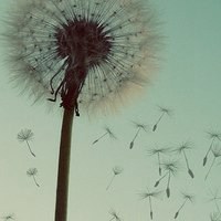 小清新植物头像唯美_清新自然绿色植物头像图片