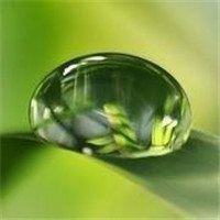 小清新植物头像唯美_清新自然绿色植物头像图片