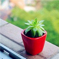 小清新植物头像唯美_清新自然绿色植物头像图片