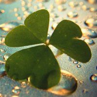 小清新植物头像唯美_清新自然绿色植物头像图片