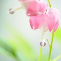 小清新植物头像唯美_清新自然绿色植物头像图片