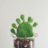 小清新植物头像唯美_清新自然绿色植物头像图片