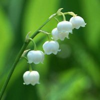 小清新植物头像唯美_清新自然绿色植物头像图片