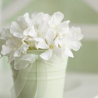 小清新植物头像唯美_清新自然绿色植物头像图片