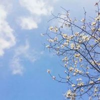 小清新植物头像唯美_清新自然绿色植物头像图片