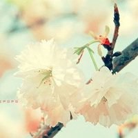 小清新植物头像唯美_清新自然绿色植物头像图片