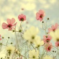 小花头像唯美图片大全_简约清新小花朵头像图片