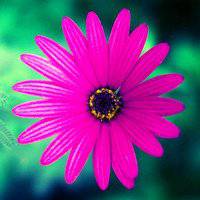 小花头像唯美图片大全_简约清新小花朵头像图片