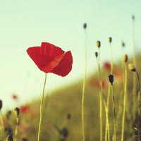 小花头像唯美图片大全_简约清新小花朵头像图片