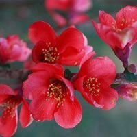 小花头像唯美图片大全_简约清新小花朵头像图片