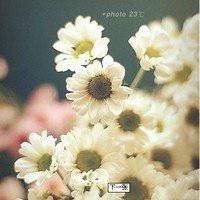 小花头像唯美图片大全_简约清新小花朵头像图片