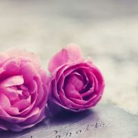 小花头像唯美图片大全_简约清新小花朵头像图片