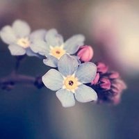 小花头像唯美图片大全_简约清新小花朵头像图片