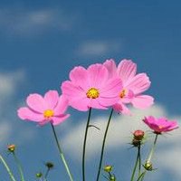 小花头像唯美图片大全_简约清新小花朵头像图片