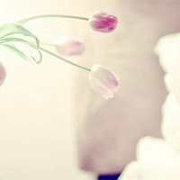 小花头像唯美图片大全_简约清新小花朵头像图片