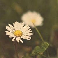 小花头像唯美图片大全_简约清新小花朵头像图片