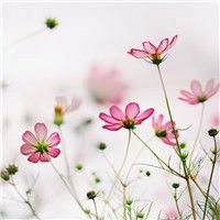 小花头像唯美图片大全_简约清新小花朵头像图片