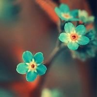 小花头像唯美图片大全_简约清新小花朵头像图片