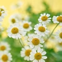 小花头像唯美图片大全_简约清新小花朵头像图片