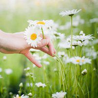 小花头像唯美图片大全_简约清新小花朵头像图片