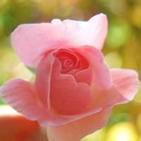 小花头像唯美图片大全_简约清新小花朵头像图片