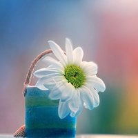 小花头像唯美图片大全_简约清新小花朵头像图片