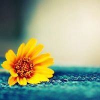 小花头像唯美图片大全_简约清新小花朵头像图片