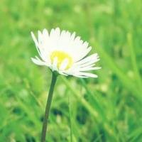 小花头像唯美图片大全_简约清新小花朵头像图片