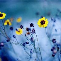 小花头像唯美图片大全_简约清新小花朵头像图片