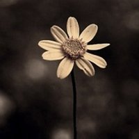 小花头像唯美图片大全_简约清新小花朵头像图片