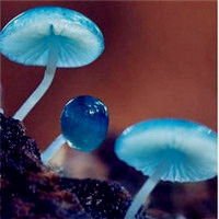 带字花草头像图片大全_花草植物带字的头像