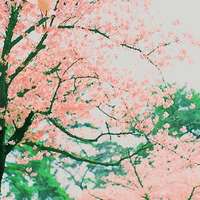 带字花草头像图片大全_花草植物带字的头像