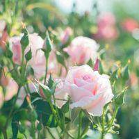 带字花草头像图片大全_花草植物带字的头像