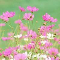 带字花草头像图片大全_花草植物带字的头像