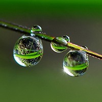 带着露珠的微信头像_唯美露水植物头像图片