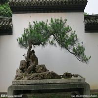 微信头像松树图片大全_绿色挺拔青松植物头像